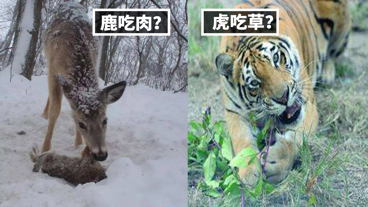 什么!食草动物会吃肉?食肉动物也会吃草?【A等生】【全民】